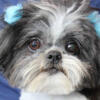 Proven AKC Shih Tzu Stud available for SALE