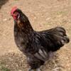 Free Rooster Hes = Silkie / Golden Laced Bantam