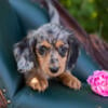 GORGEOUS Litter of Miniature Dachshunds READY TO GO!