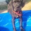 Great Dane puppies looking for their forever hom