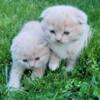 Scottish fold and straight kittens