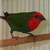 Red throat parrot finch and blue face