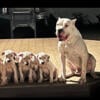 Dogo argentino puppies for sale in Wisconsin.