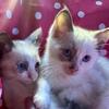 Siamese Kittens