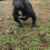 American bully