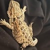 Rehoming Bearded Dragon