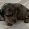 Dachshund - Longhair Puppies