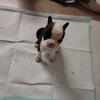 Puppies Ready June 21, 2025 Boston Terriers