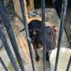 Re homing (free) female pit bull