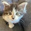Maine Coon Kitten for sale