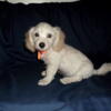 Hal - MaltiPoo male, non-shedding, smart