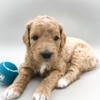 Cause of Our Joy Goldendoodles' mini Goldendoodle puppies available!