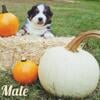 Aussie puppies ready October 18th 