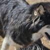 6yr old siberian husky male
