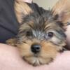 AKC Yorkies - pet home only