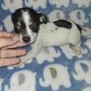 CKC female Chihuahua Puppy