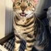 Bengal female 1 1/2 yrs old.