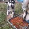 I have a beautiful siberian husky puppy for sale