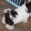 SOLD Chocolate Liver Shih Tzu  AKC male shihtzu