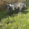 Bully Male (REHOMING ASAP)