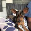 Min Pin Pups