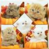 CFA Health Tested Persian & Himalayan Kittens