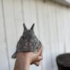 Netherland Dwarf Baby Bunny