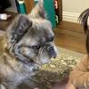 Frenchie/fluffy AKC