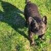 Adult French Bulldog Female Available