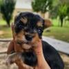 Adorable yorkie puppies available