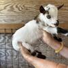 ADGA Registered Nigerian Dwarf Goats