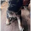 Frenchie