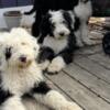 Sheepadoodle's For Sale! Four Males Four Months old!
