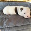 American pocket bullies