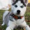 Adorable Blue Eye Siberian Husky Puppy