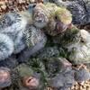Baby Quakers !!