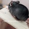 High quality chinchillas looking for new homes