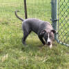 Ms. Speedy (Female Bandog Puppy)