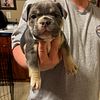 Text 00 $60 deposit prior to meeting Ukc abkc female bully pup