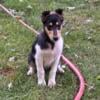 AKC Collie Puppies Available