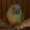 1 yr old Dilute Conure w/ serial band