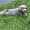 AKC SILVER LABRADOR PUPS AVAILABLE