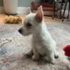 West Highland Terrier Westie  puppies