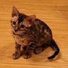 Bengal kitten looking for home