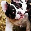 Pregnant. Fantastic Full fluffy & tan Top french bulldog female.Her Puppies will be sale