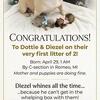 Rare Lilac (1) & Fawn/Sable (1) French Bulldogs – Small Litter, Reserve Now
