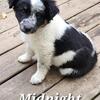 Australian Sheperd