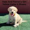 AKC Yellow/Champagne Labrador Puppies