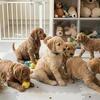 Beautiful Cocker-Doodle (Cockapoo) Puppies - Raised with Love in South Florida, Dade county