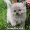 Female Blue Mink Ragdoll For Sale- Striking Beauty